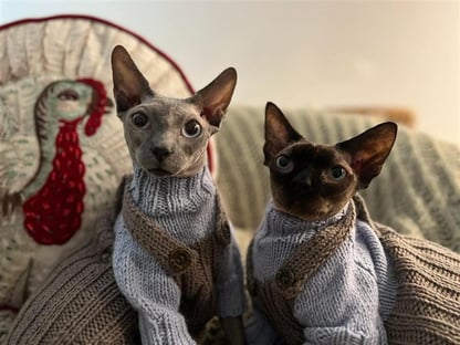 Emily cats